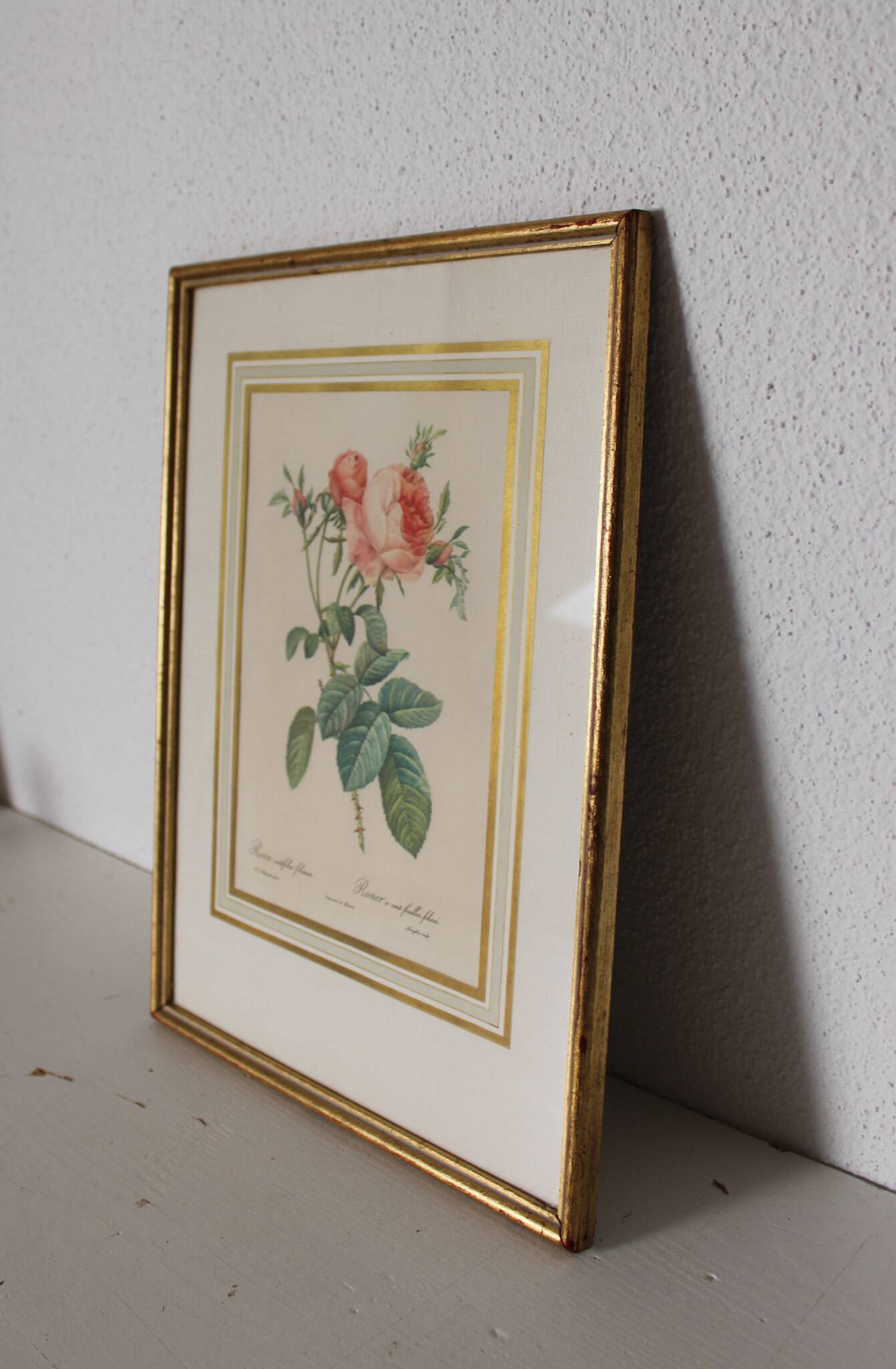 Golden frame botanical illustration