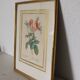 Golden frame botanical illustration