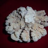 white coral, collection, curiosity cabinet