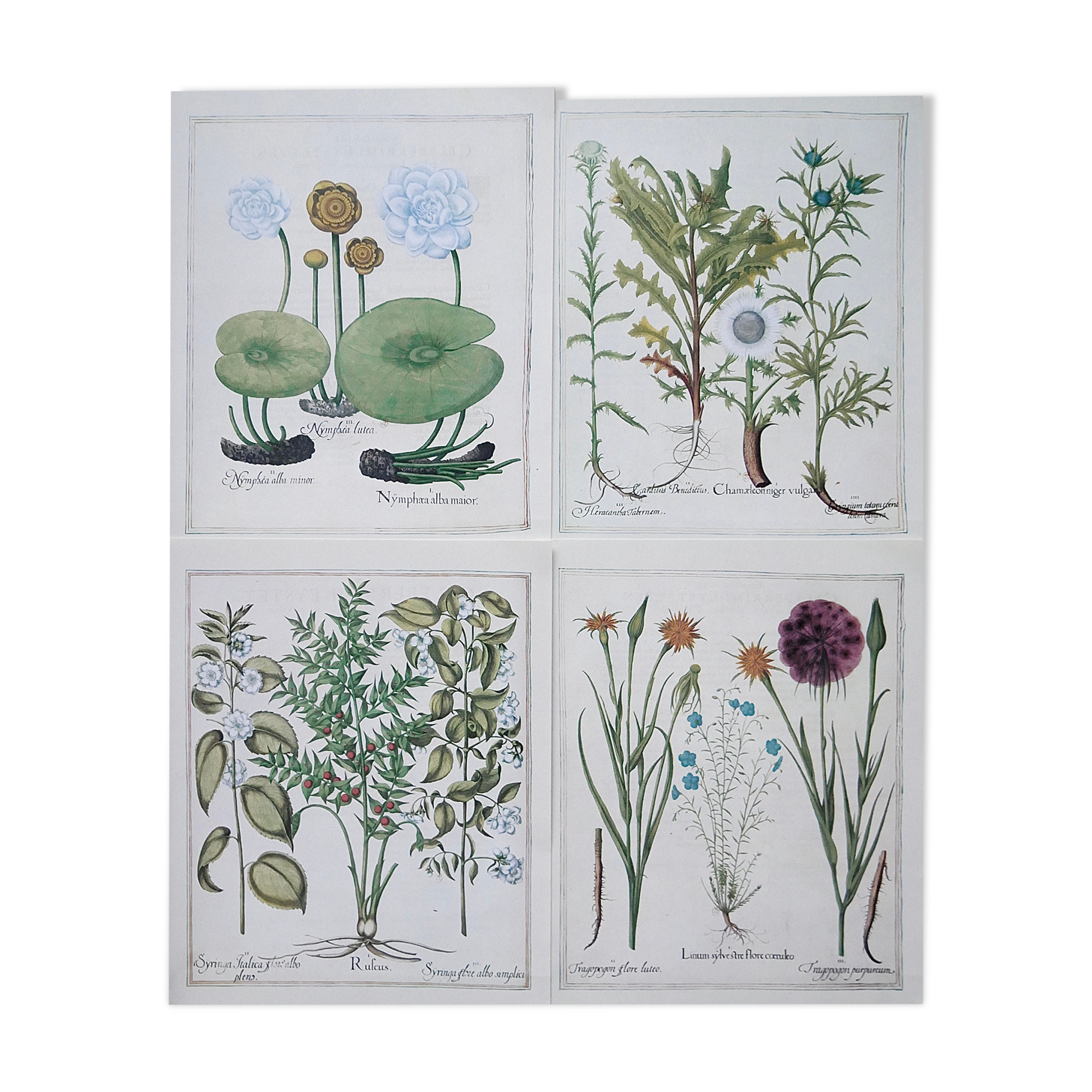 Lot 4 old herbarium boards