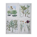 Lot 4 old herbarium boards