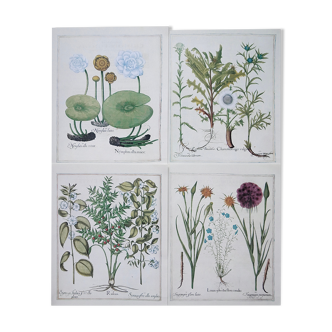 Lot 4 planches herbier ancien