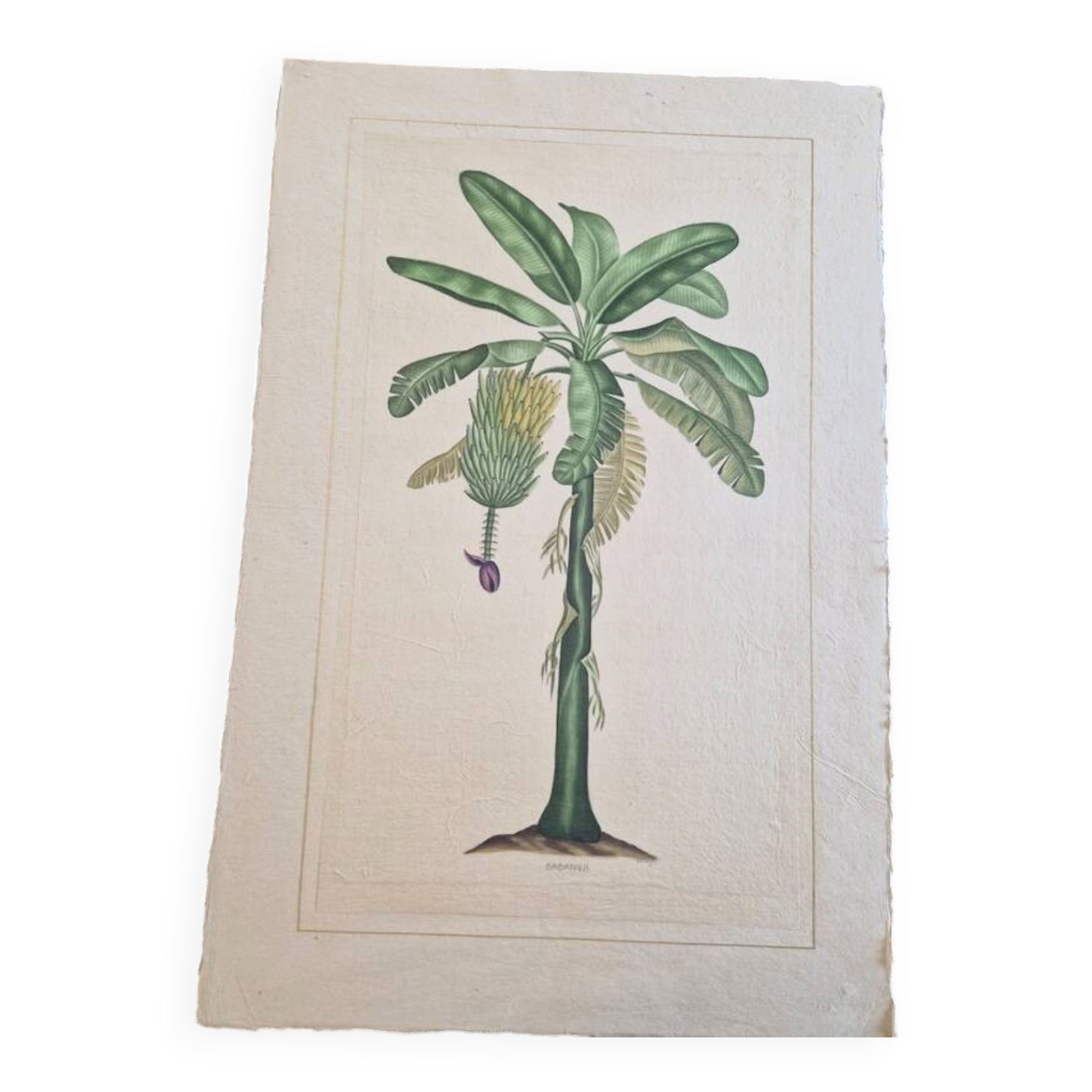 Dessin à l'aquarelle sur soie - Bananier - La Roche Laffitte (Né en 1943)
