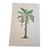 Dessin à l'aquarelle sur soie - Bananier - La Roche Laffitte (Né en 1943)