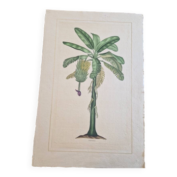 La Roche Laffitte (Born in 1943) - Watercolour drawing on silk - Banana tree