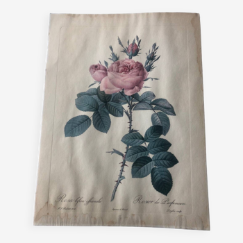 Engraving dreaded rose bush of perfumers botanical poster