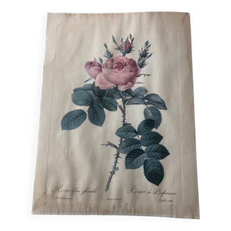 Engraving dreaded rose bush of perfumers botanical poster