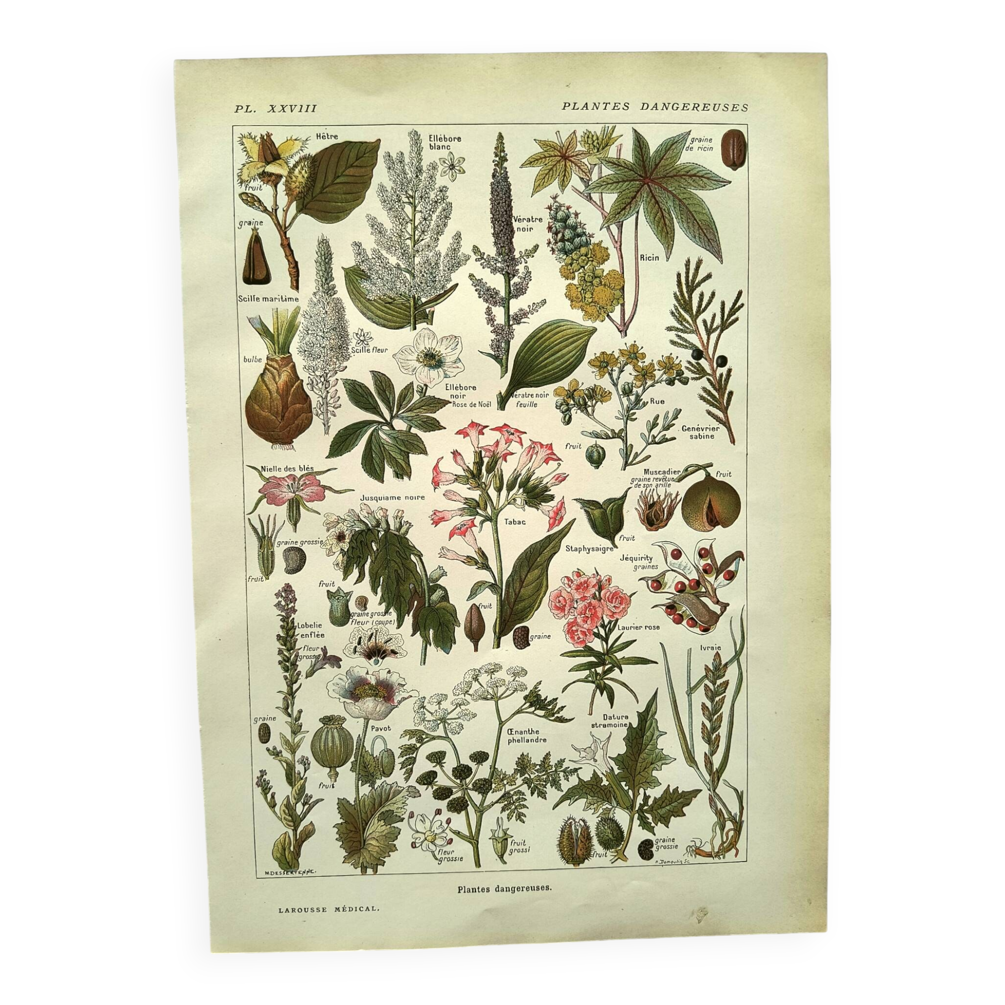 Vintage engraving from 1925 • Dangerous plants (2) • Old nature plate