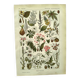 Vintage engraving from 1925 • Dangerous plants (2) • Old nature plate