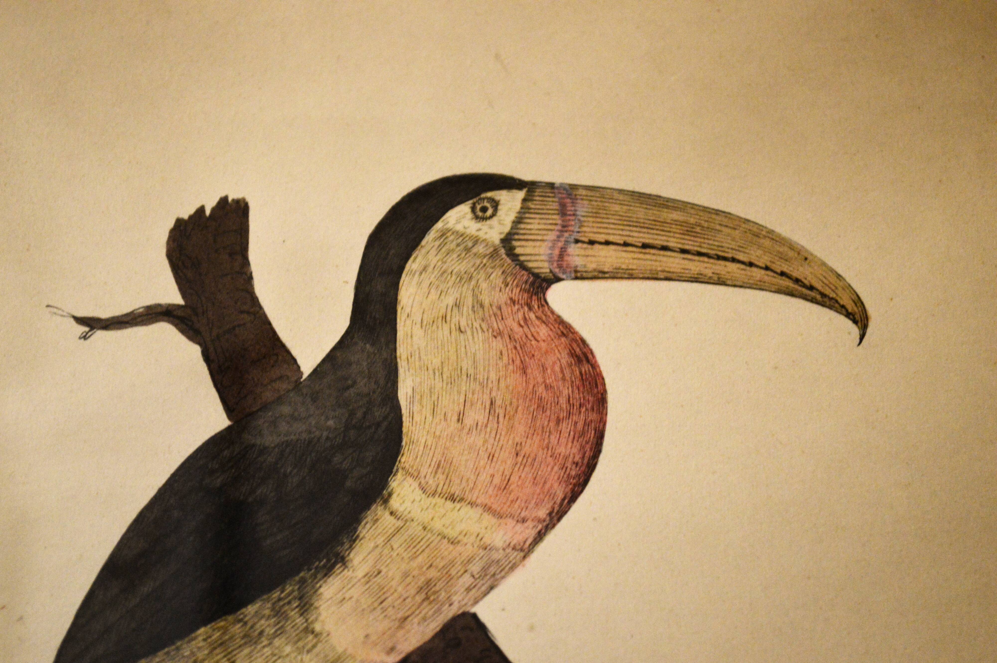 Toucan - 19th century watercolour original drawing
