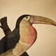 Toucan - 19th century watercolour original drawing
