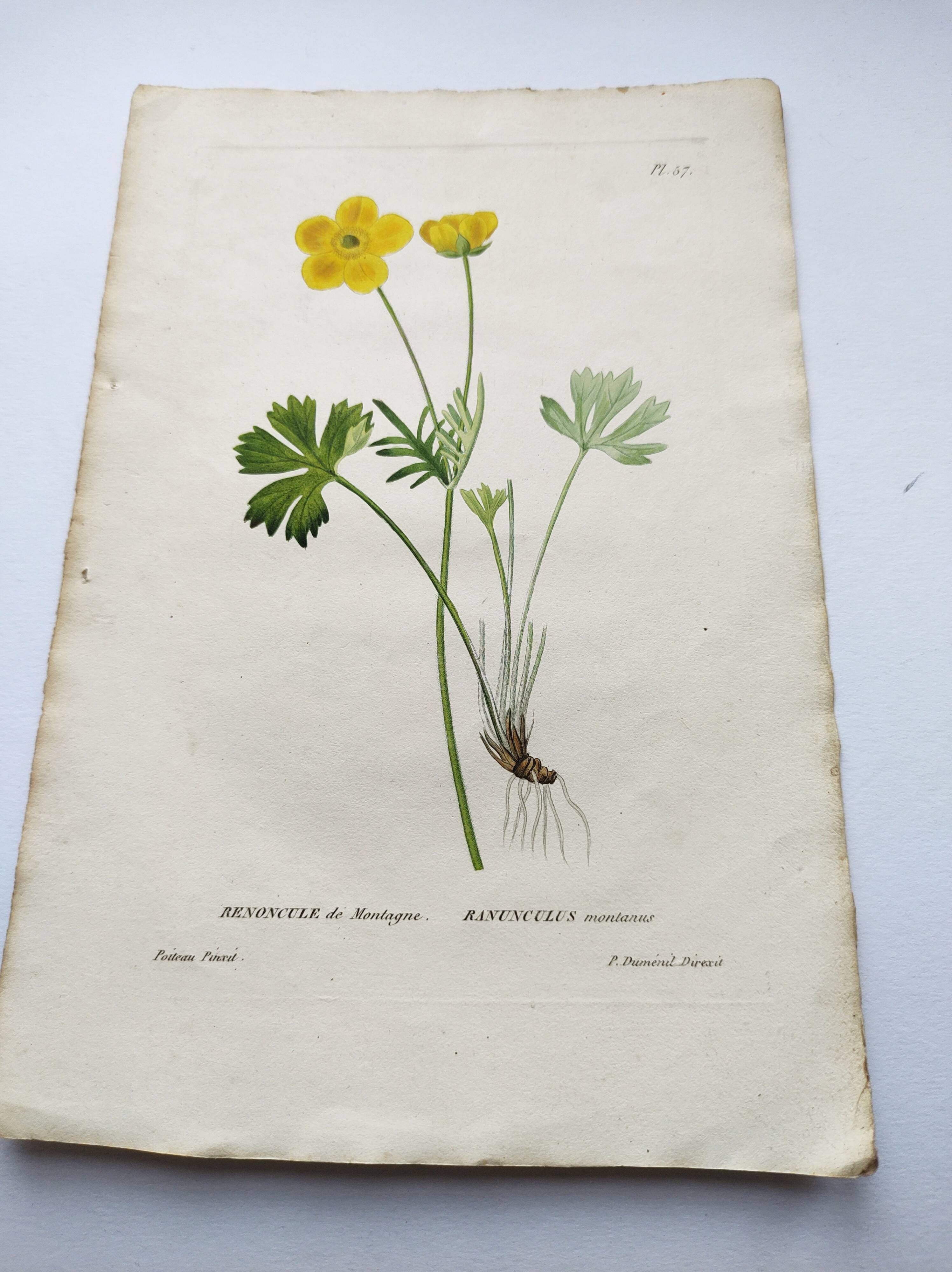 Antique botanical engraving from 1829 - Mountain Buttercup - By PA Poiteau. Hand colored.