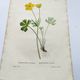 Antique botanical engraving from 1829 - Mountain Buttercup - By PA Poiteau. Hand colored.