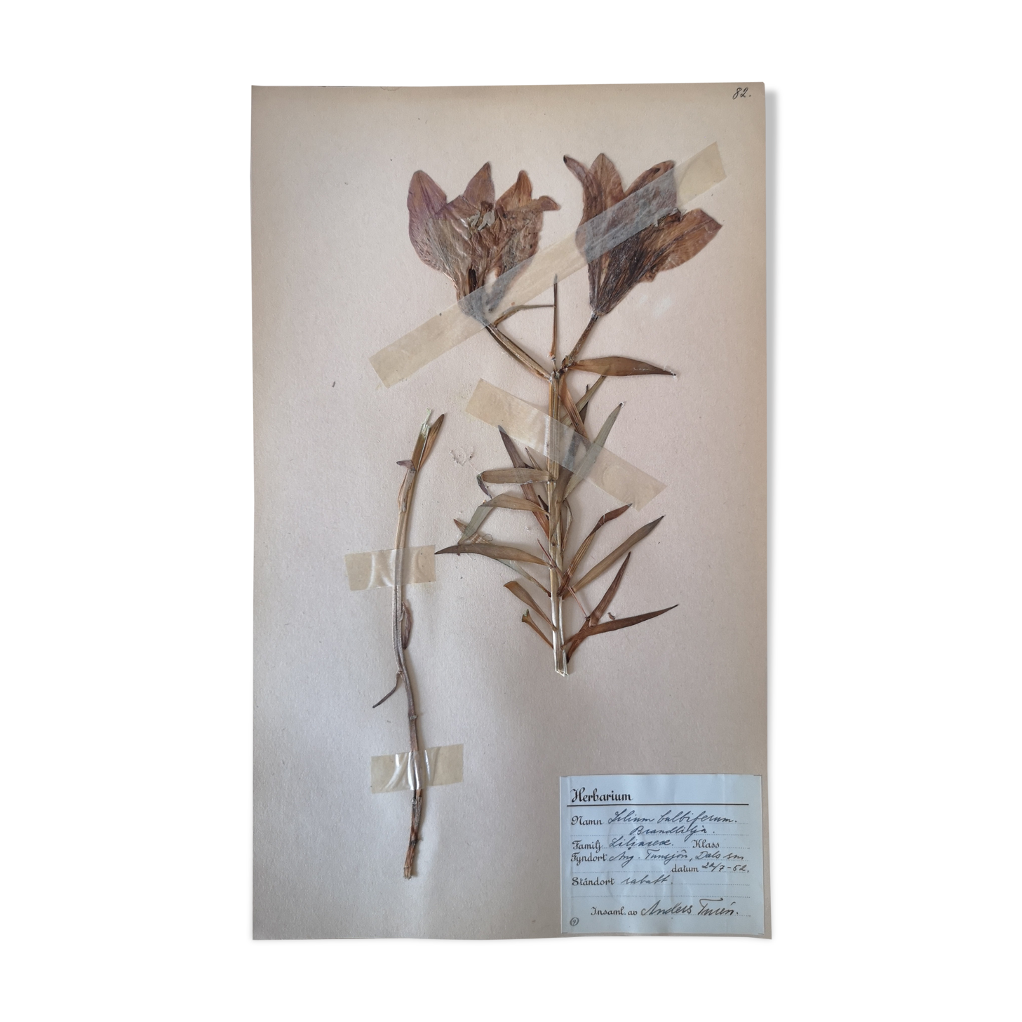 Anders's herbarium - ancient Swedish herbarium board
