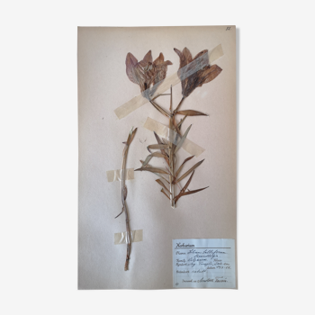 Anders's herbarium - ancient Swedish herbarium board