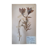 Anders's herbarium - ancient Swedish herbarium board
