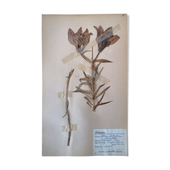 Anders's herbarium - ancient Swedish herbarium board