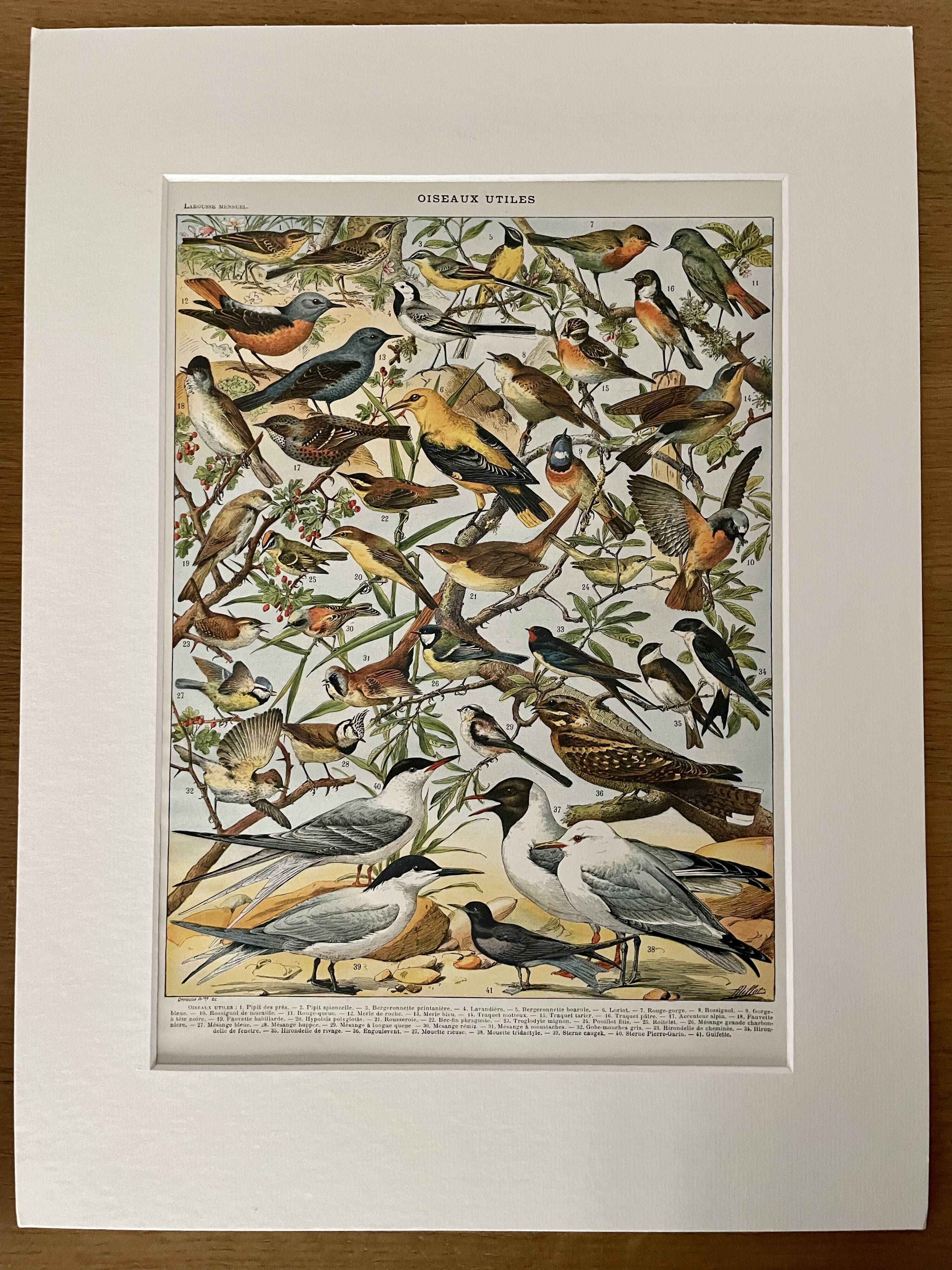 Lithograph on useful birds from 1911 (pipit)