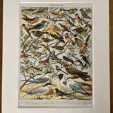 Lithograph on useful birds from 1911 (pipit)