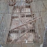 Iron bird cage 1900