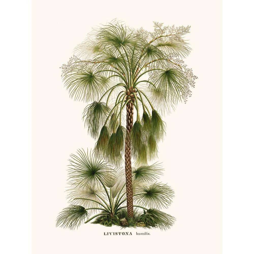 Vintage botanical illustration of Livistona humilis palm.