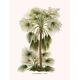 Vintage botanical illustration of Livistona humilis palm.