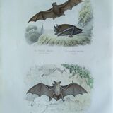 Ornithological board "Mouse" Buffon 1840