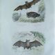 Ornithological board "Mouse" Buffon 1840