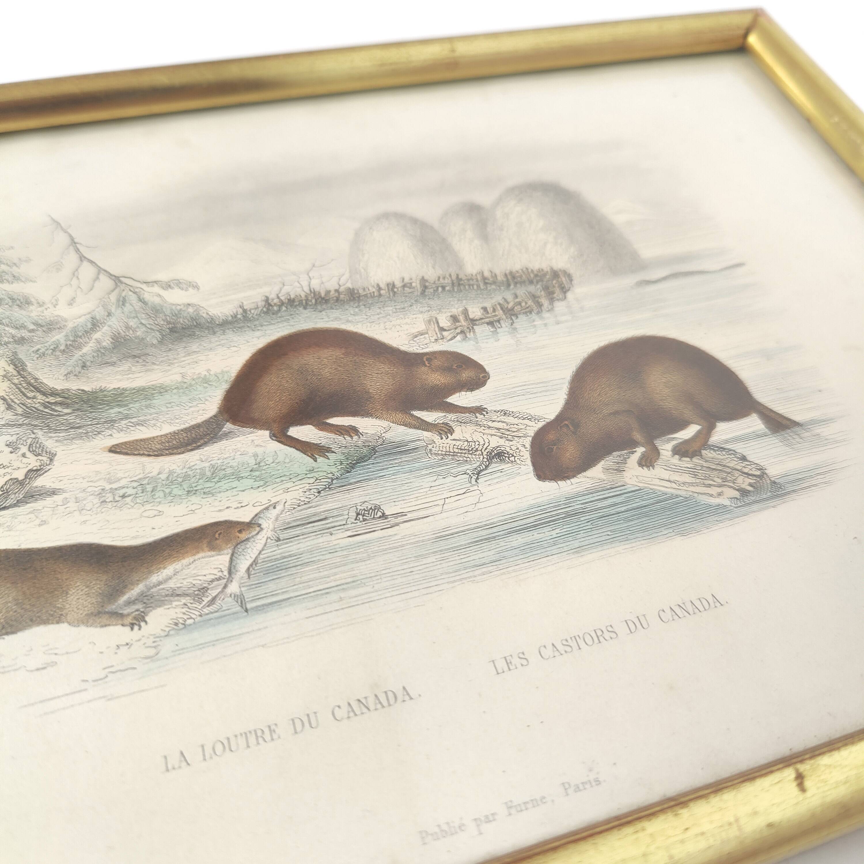 Zoological board engraving Buffon otter and beaver from Canada gilded wood frame