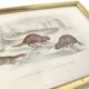 Zoological board engraving Buffon otter and beaver from Canada gilded wood frame