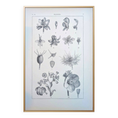 Imprimée en 1889, les Helleborées. Planche botanique ancienne.