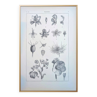 Imprimée en 1889, les Helleborées. Planche botanique ancienne.