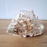 Large vintage conch