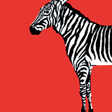 The Zebra