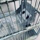 Water green patinated metal cage
