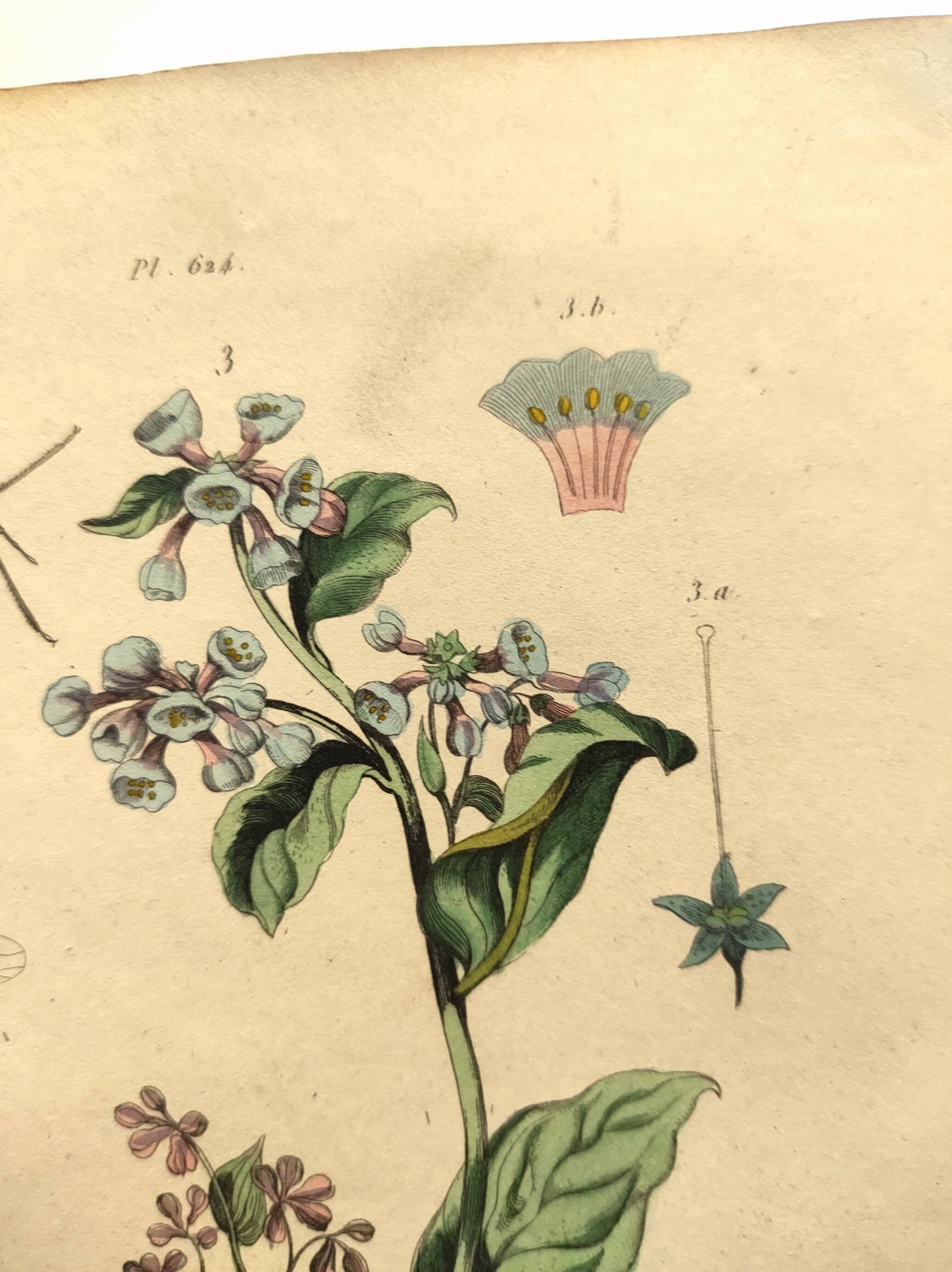 Antique engraving from 1839 - Pulmonary - Hand-colored zoological and botanical plate. Original.