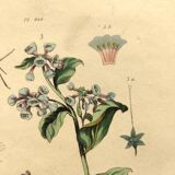 Antique engraving from 1839 - Pulmonary - Hand-colored zoological and botanical plate. Original.
