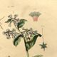 Antique engraving from 1839 - Pulmonary - Hand-colored zoological and botanical plate. Original.