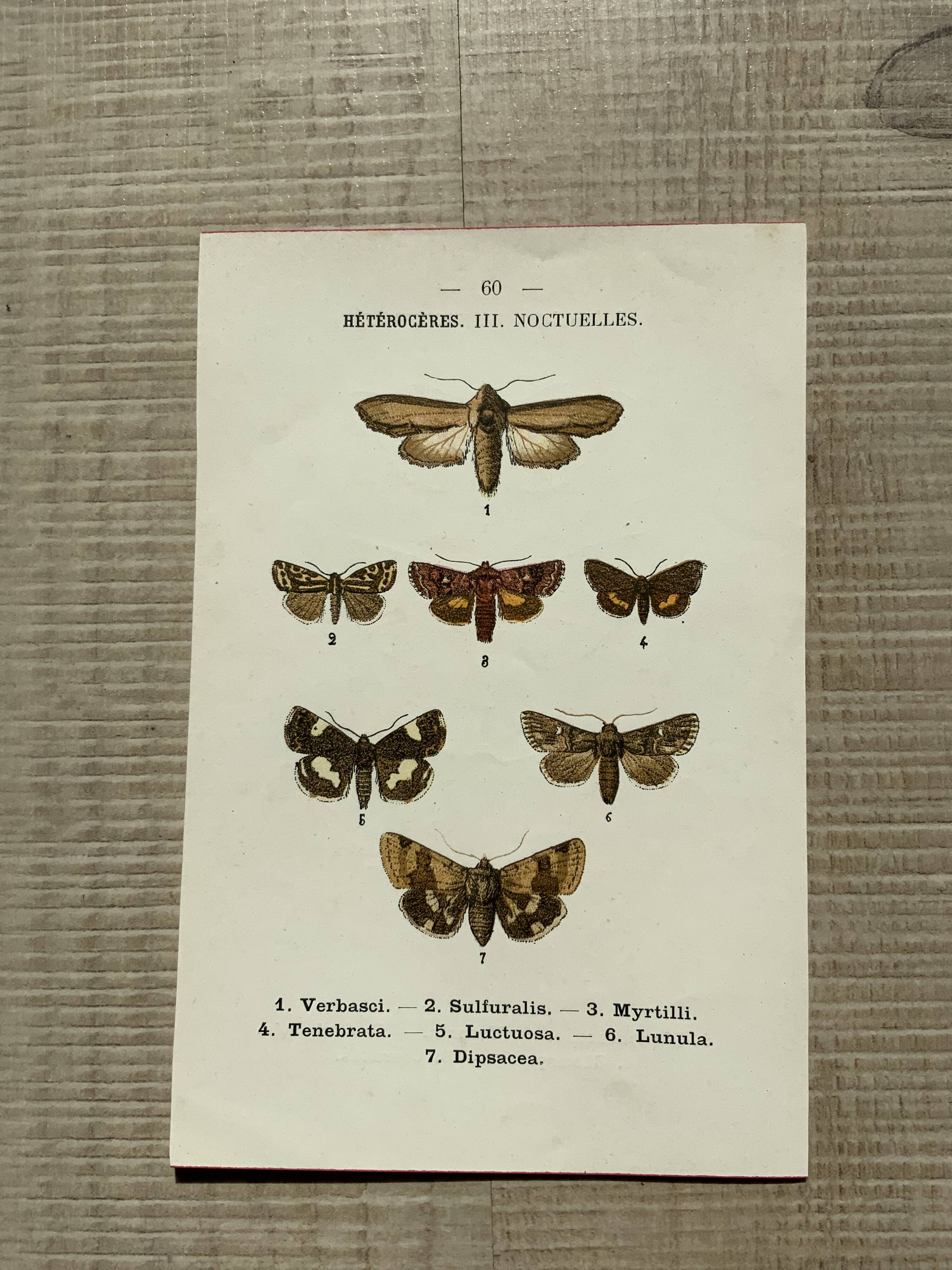 Vintage botanical plate antique butterfly engraving 1903 double-sided G. Denise