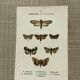 Vintage botanical plate antique butterfly engraving 1903 double-sided G. Denise