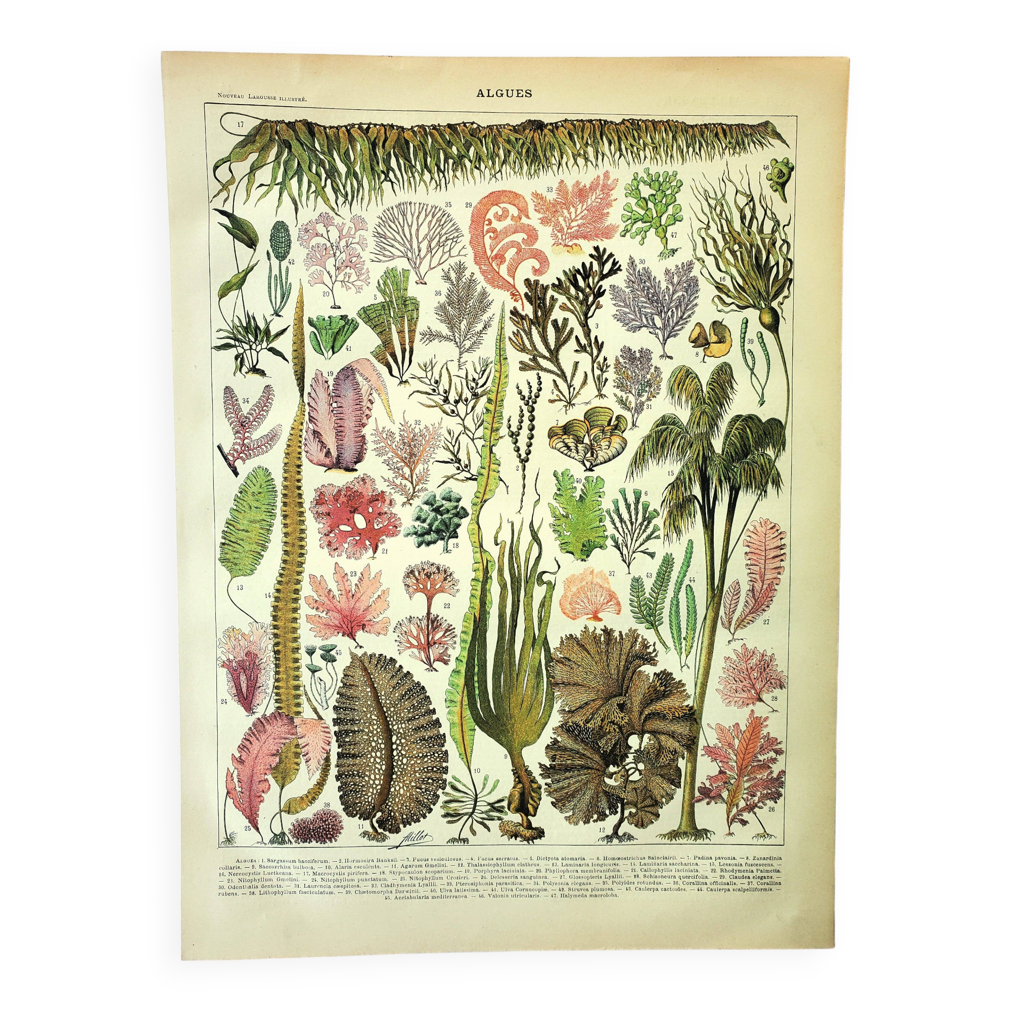Botanical engraving 1907 A. Millot - Algae, marine plant, flora