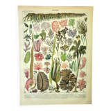 Botanical engraving 1907 A. Millot - Algae, marine plant, flora