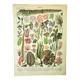 Botanical engraving 1907 A. Millot - Algae, marine plant, flora