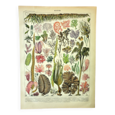 Gravure botanique 1907 A. Millot - Algues, plante marine, flore