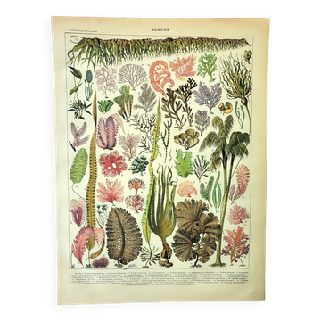 Gravure botanique 1907 A. Millot - Algues, plante marine, flore