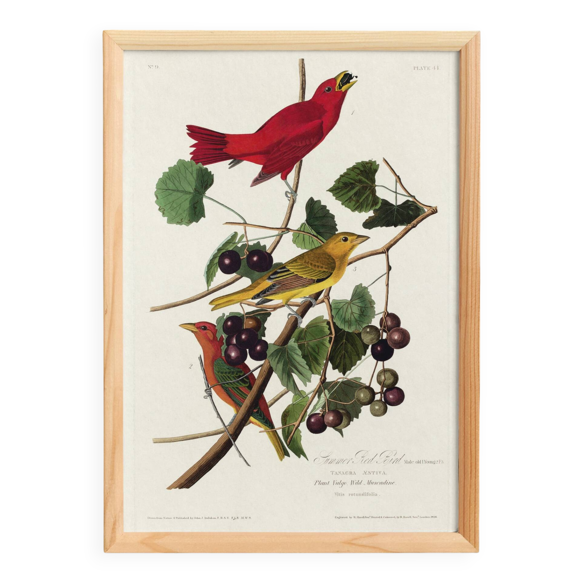 Poster about the Scarlet Tanager, based on an old engraving from 1827.