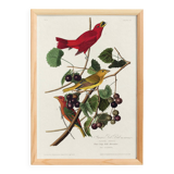 Poster about the Scarlet Tanager, based on an old engraving from 1827.