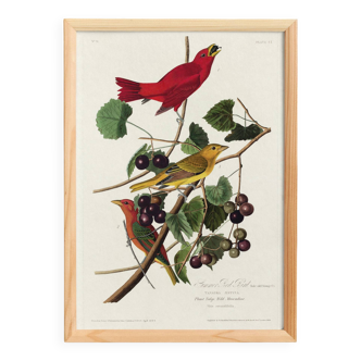 Poster about the Scarlet Tanager, based on an old engraving from 1827.