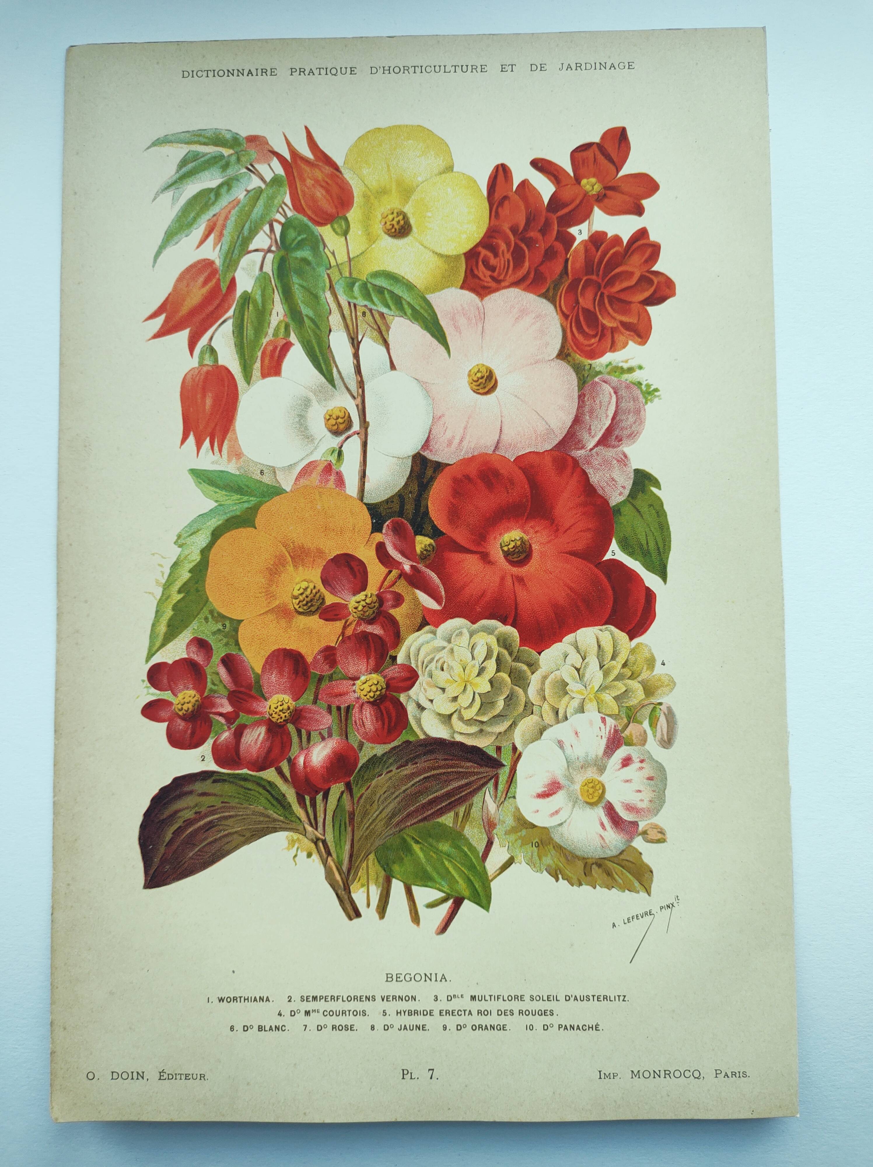 Botanical engraving from 1897. Begonia. Antique plate. Flower lithograph.