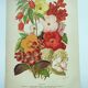 Botanical engraving from 1897. Begonia. Antique plate. Flower lithograph.